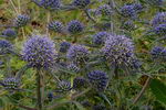 Mediterranean Sea Holly